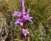 34 Gentianella anisodonta - Genzianella anisodonta baciata dal sole